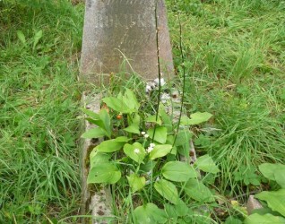 Nagrobek Antoniny Rokickiej, cmentarz Na Rossie w Wilnie, stan z 2013