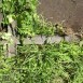 Альтернативний текст фотографії
