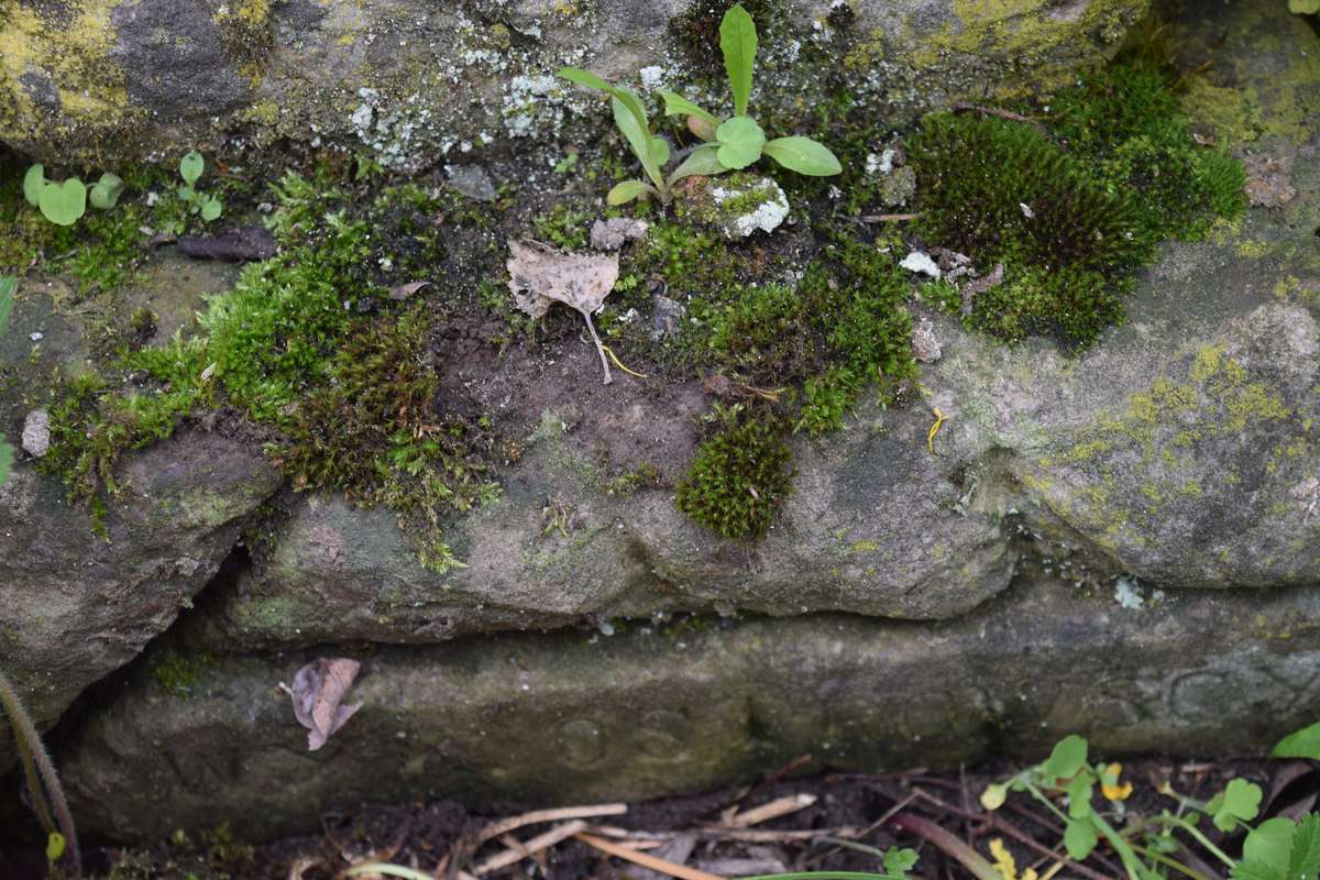 Fragment of the tombstone of N.N. Wolska, Ternopil cemetery, 2016 status