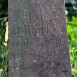 Fotografia przedstawiająca Tombstone of Bronislaw and Tekla Kulland