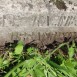 Fotografia przedstawiająca Nagrobek Kazimierza Urbanowicza