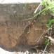 Photo showing Tombstone of Edward Bordon