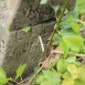 Fotografia przedstawiająca Tombstone of Malwina Lilia