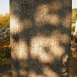 Photo showing Tombstone of Konstanty Laurecki