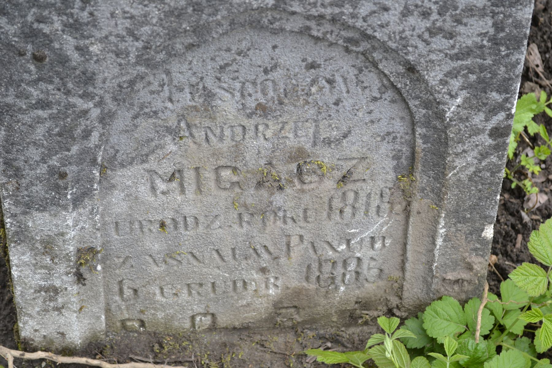 Inskrypcja na nagrobku Andrzeja Migacza, cmentarz w Tarnopolu, stan z 2016
