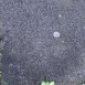Альтернативний текст фотографії