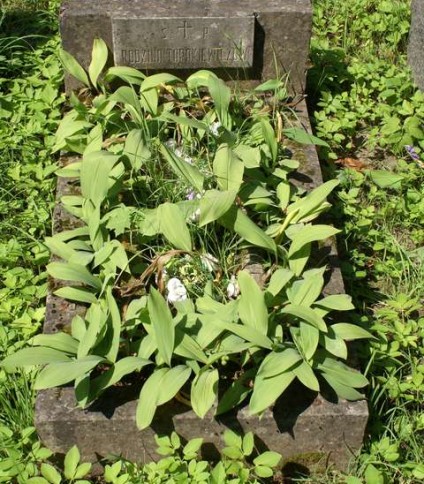 Nagrobek rodziny Tarakiewiczów, cmentarz na Rossie w Wilnie, stan z 2013 r.