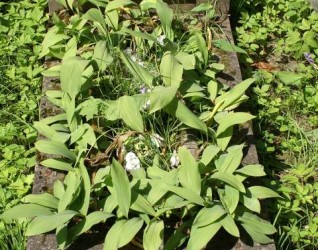 Nagrobek rodziny Tarakiewiczów, cmentarz na Rossie w Wilnie, stan z 2013 r.