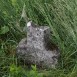 Fotografia przedstawiająca Tombstone N.N.