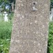 Photo showing Tombstone of Paulina Żółcińska