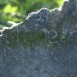 Photo montrant Tombstone N.N.