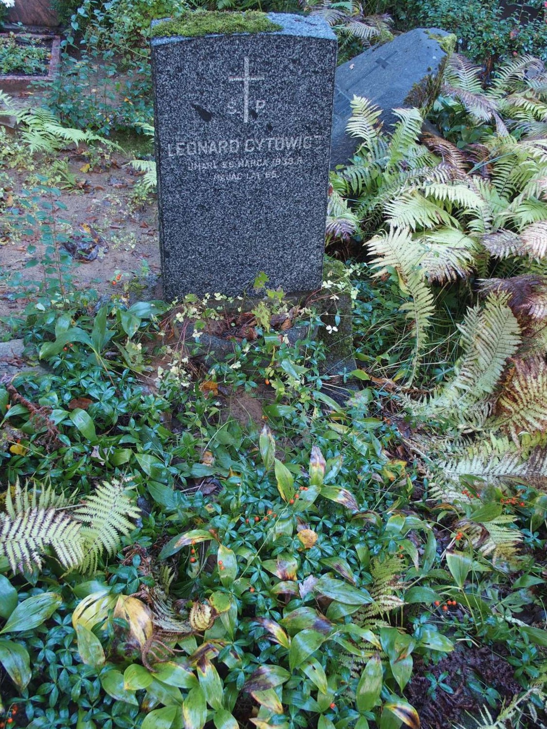 Tombstone of Leonard Cytowicz