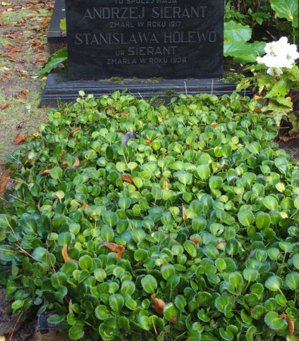Nagrobek Stanisławy Holewki i Andrzeja Sieranta