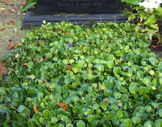 Nagrobek Stanisławy Holewki i Andrzeja Sieranta