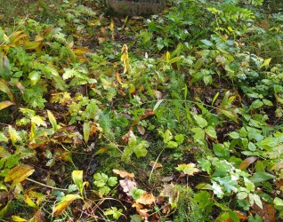 Nagrobek Marii Wołodkowicz