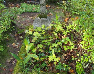 Nagrobek Malwiny Wisockiej