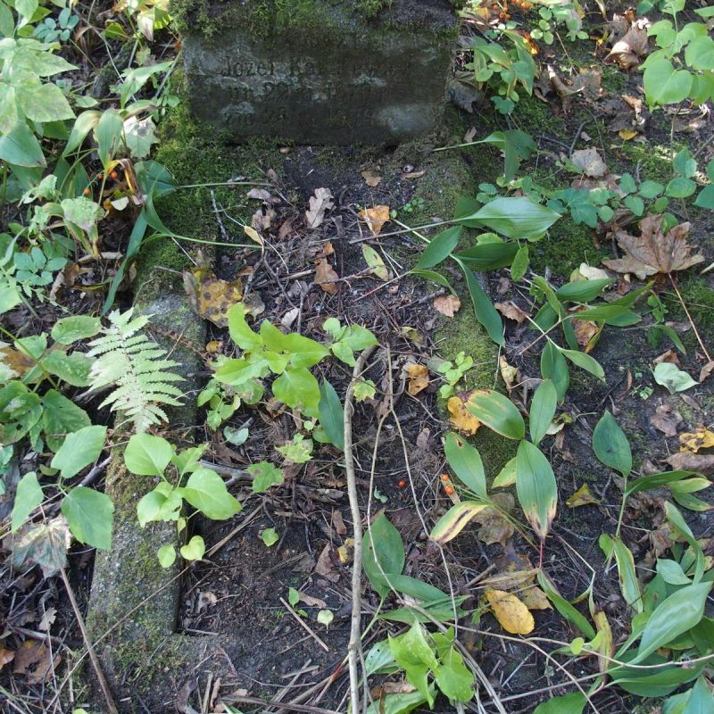 Pierre tombale de Józef Karulewicz couverte de mousse avec inscription gravée, entourée de végétation envahissante et de feuilles tombées.