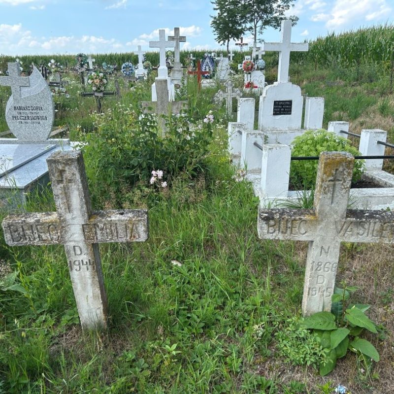 Pierres tombales dans un cimetière à Wikszany, Roumanie, avec des inscriptions polonaises. Le site est envahi par l'herbe et les fleurs, entouré d'un champ de maïs.
