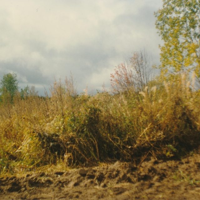 Overgrown area with tall grass and bushes under a cloudy sky, representing the site of the former prisoner camp cemetery near Ostashkov.