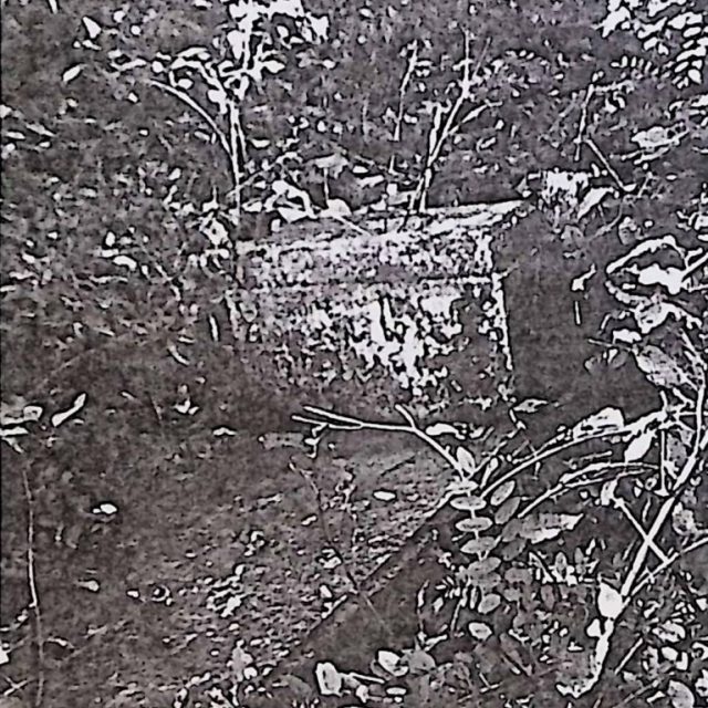 Gravestone of Helena Zielińska with a cross on a stepped base, surrounded by overgrown vegetation. An inscription is visible on the front of the base.