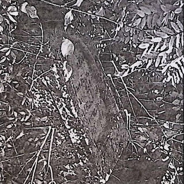 Weathered tombstone of Jan Ryniczuk with engraved inscription, surrounded by overgrown vegetation.