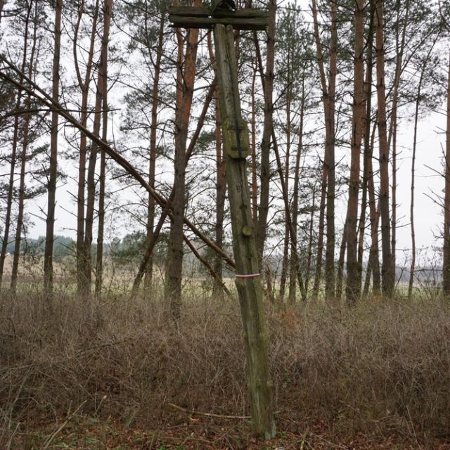 Photograph of a tall weathered wooden cross on a grave mound in a pine grove with dry shrubs and leaf litter